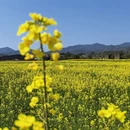 黄山旅游 缩略图 9