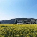 黄山旅游 缩略图 11