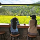 黄山旅游 缩略图 7
