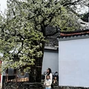 黄山旅游 缩略图 18
