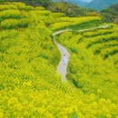 黄山旅游 缩略图 1