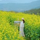 黄山旅游 缩略图 3