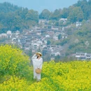 黄山旅游 缩略图 4