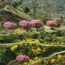 黄山旅游 缩略图 9
