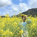 黄山旅游 缩略图 4