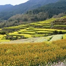 黄山旅游 缩略图 3