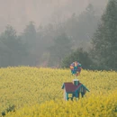 黄山旅游 缩略图 8