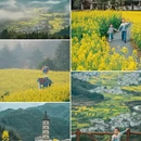 黄山旅游 缩略图 1