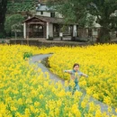 黄山旅游 缩略图 13