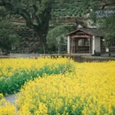 黄山旅游 缩略图 12