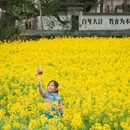 黄山旅游 缩略图 14