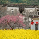 黄山旅游 缩略图 10