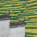 黄山旅游 缩略图 18