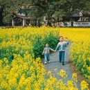 黄山旅游 缩略图 15
