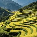 黄山旅游 缩略图 4