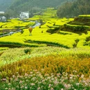 黄山旅游 缩略图 5