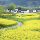 黄山旅游 缩略图 3