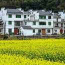黄山旅游 缩略图 6