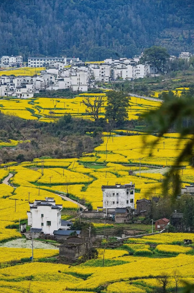 黄山旅游