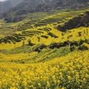 黄山旅游 缩略图 5