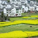 黄山旅游 缩略图 7