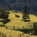 黄山旅游 缩略图 6