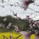 黄山旅游 缩略图 3