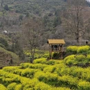 黄山旅游 缩略图 3