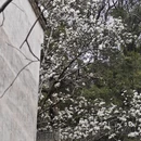 黄山旅游 缩略图 6