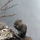黄山旅游 缩略图 17