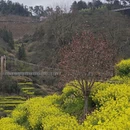 黄山旅游 缩略图 5