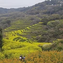 黄山旅游 缩略图 4