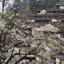 黄山旅游 缩略图 7