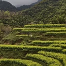 黄山旅游 缩略图 4