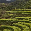 黄山旅游 缩略图 5