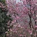 黄山旅游 缩略图 9