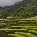 黄山旅游 缩略图 6