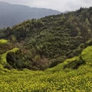 黄山旅游 缩略图 8