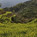 黄山旅游 缩略图 9