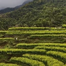 黄山旅游 缩略图 7
