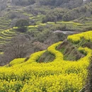 黄山旅游 缩略图 2