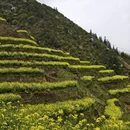 黄山旅游 缩略图 10