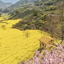 黄山旅游 缩略图 7