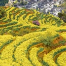 黄山旅游 缩略图 2