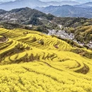 黄山旅游 缩略图 6