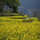 黄山旅游 缩略图 4