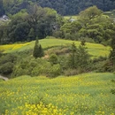 黄山旅游 缩略图 5