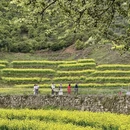 黄山旅游 缩略图 3