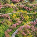 黄山旅游 缩略图 5