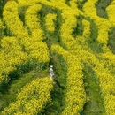 黄山旅游 缩略图 11